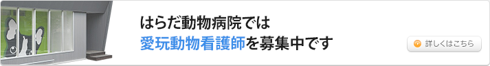 採用情報