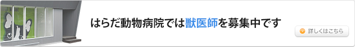 採用情報