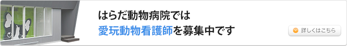 採用情報